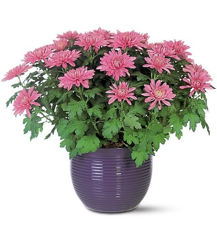 Chrysanthemum Plant Chrysanthemum Plant